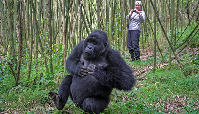 1 Day Rwanda Gorilla Trekking Tour