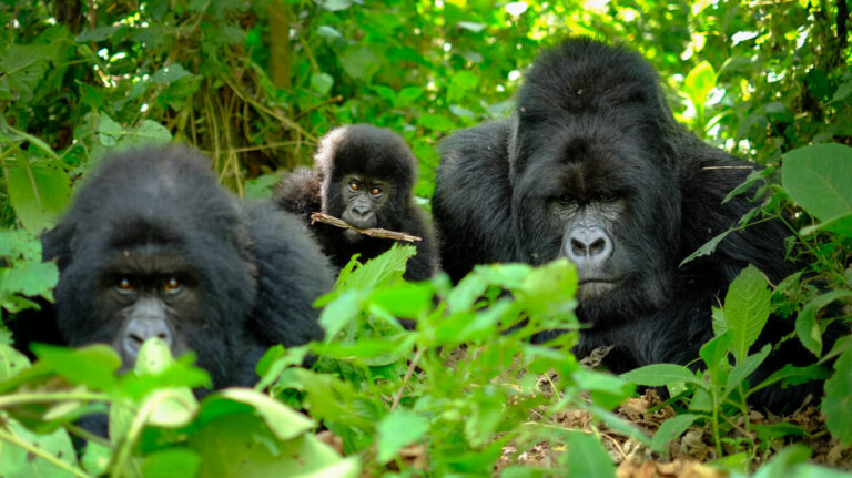 10 Day Best of Rwanda Gorilla Safari