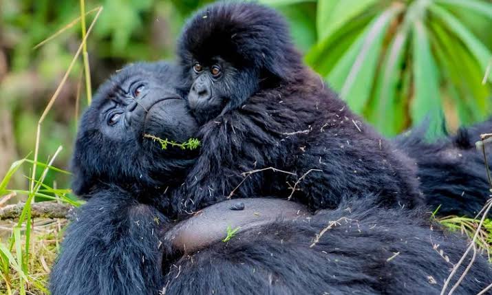 10 Day Uganda Primates Safari