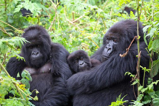 12 Day Luxury Uganda Gorilla Safari