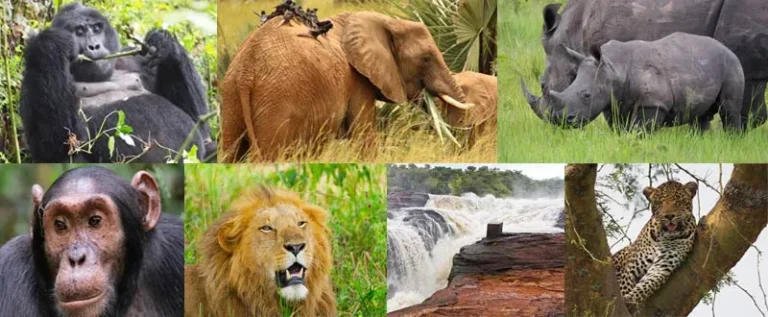 12 Day Uganda Big Five Gorilla & Chimp Safari