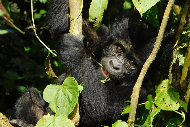 14 Day Uganda Primates Safari