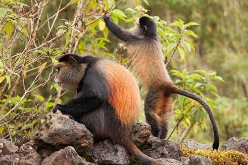 4 Day Gorilla & Golden Monkey Safari Uganda
