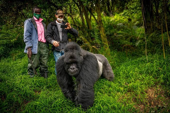 20 Mistakes First-Time Gorilla Trekkers Should Avoid