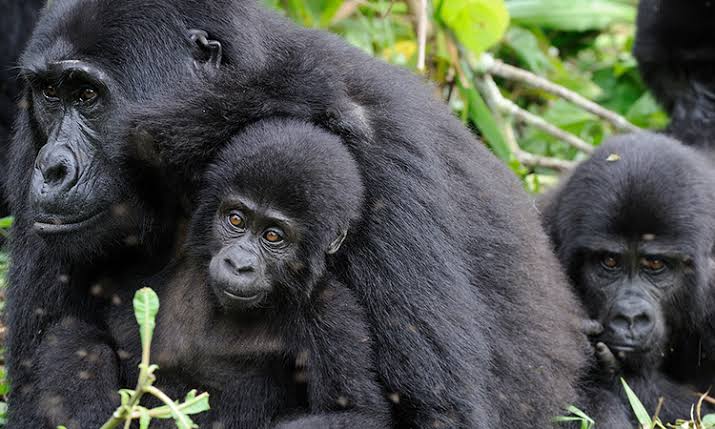 3 Day Bwindi Gorilla Safari