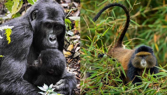 3 Day Rwanda Gorilla & Golden Monkey Safari