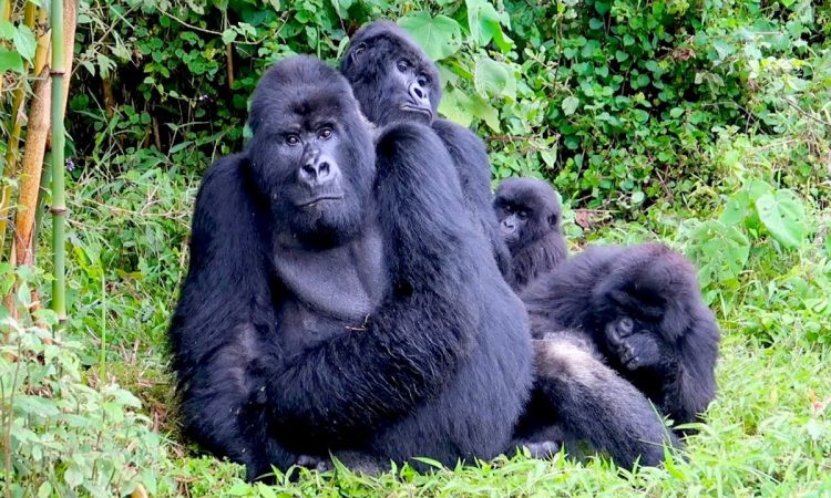 3 Day Rwanda Gorilla Safari
