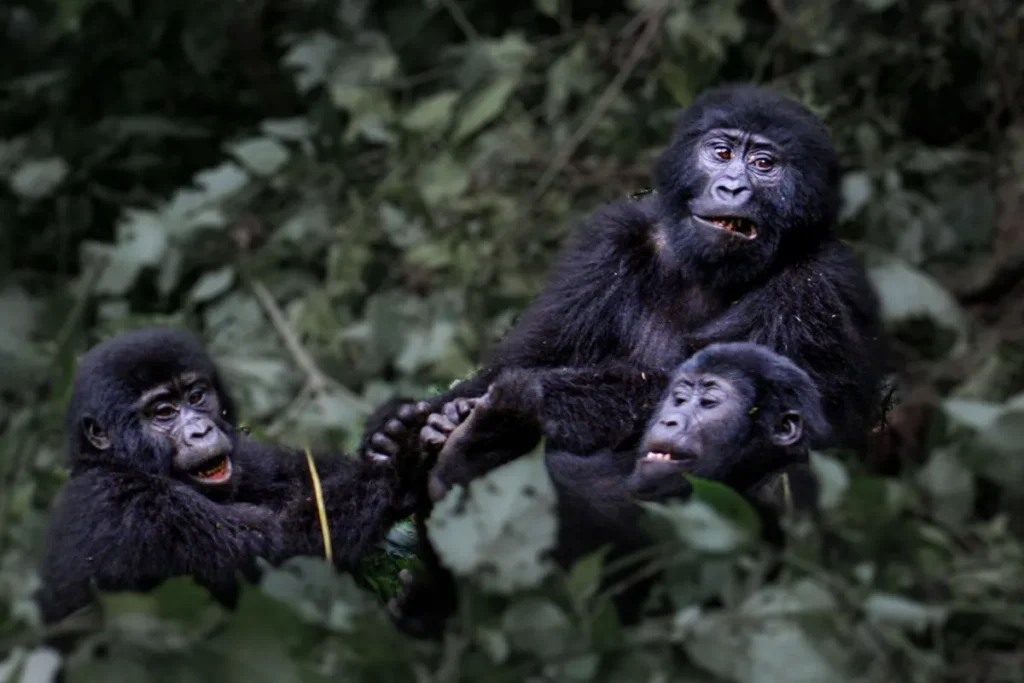 How Gorilla Families Are Organized: Meet the Silverback, Mothers and Babies