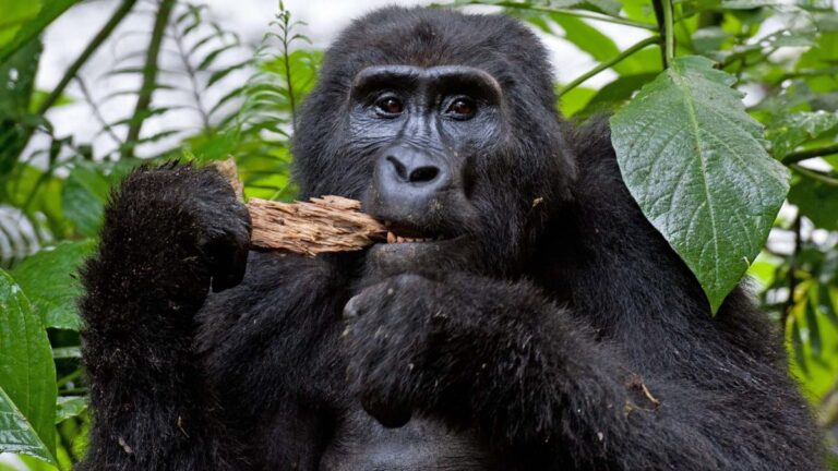 7 Day Uganda Rwanda Gorilla Safari