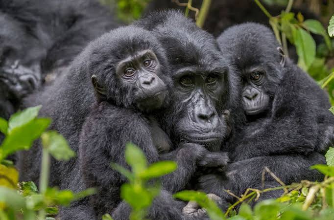 4 Day Rwanda Double Gorilla Trek