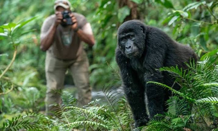 4 Day Uganda Rwanda Gorilla Safari