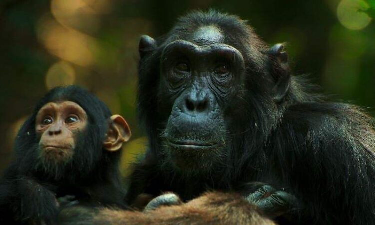 5 Day Rwanda Gorilla & Chimpanzee Safari