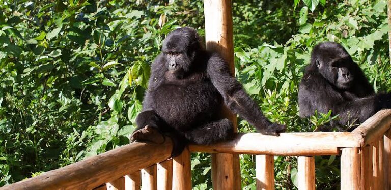 6 Day Luxury Uganda Gorilla Safari