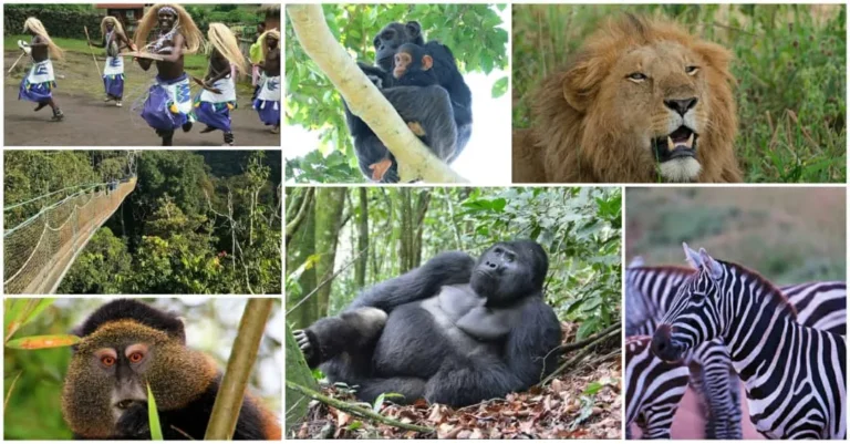 6 Day Rwanda Gorilla Chimp & Wildlife Safari