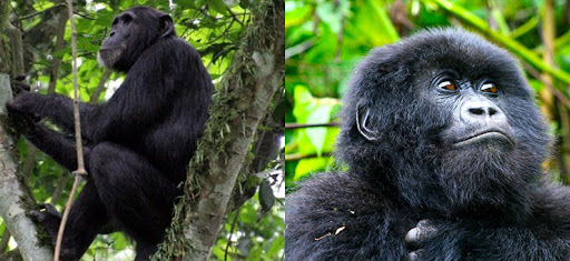 7 Day Rwanda Primates Safari