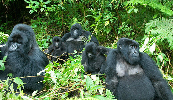 7 Day Uganda Rwanda Primates Safari