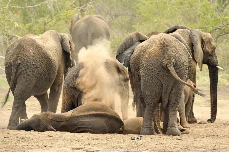 7 Day Uganda Wildlife & Gorilla Safari