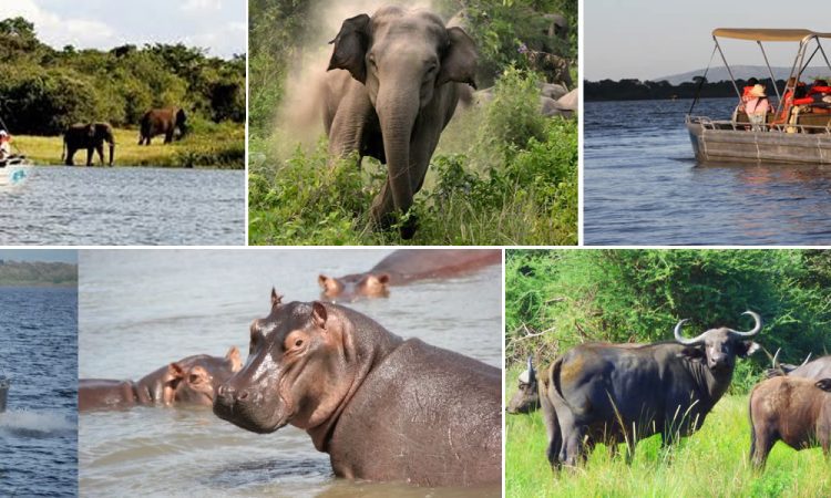 8 Day Rwanda Gorilla Chimp & Akagera Safari