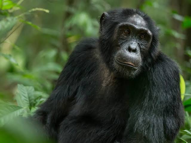 8 Day Uganda Gorillas Chimps & Queen Elizabeth