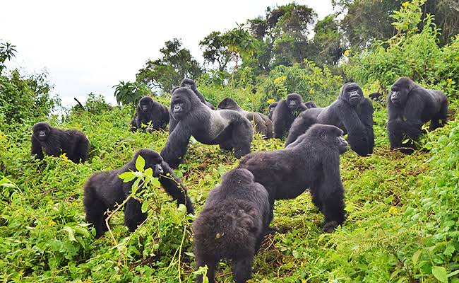 8 Day Uganda Rwanda Gorilla & Wildlife Safari