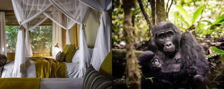 9 Day Luxury Uganda Gorilla Safari