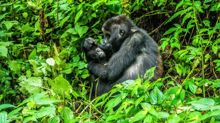 9 Day Rwanda Gorilla & Wildlife Safari