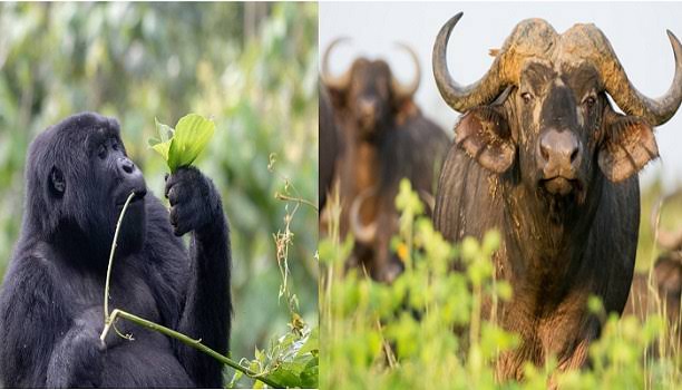 9 Day Uganda Primates & Wildlife Safari