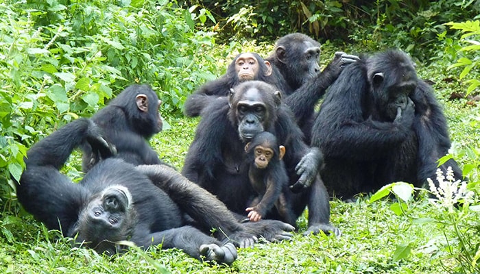 9 Day Uganda Rwanda Primates Safari