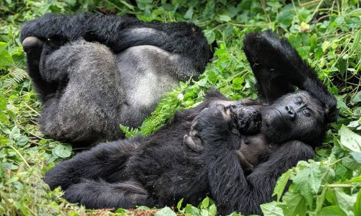 Adult mountain gorillas resting together in a family group