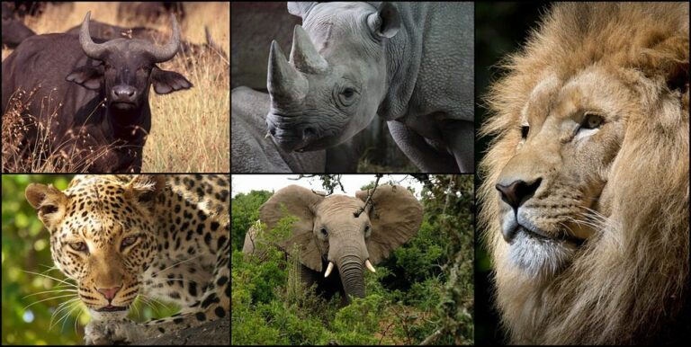 14 Day Uganda Big Five & Gorilla Safari