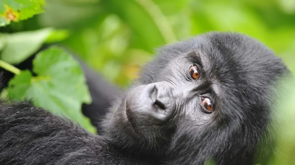 Can You Look a Gorilla in the Eyes? Gorilla Trekking Etiquette Explained
