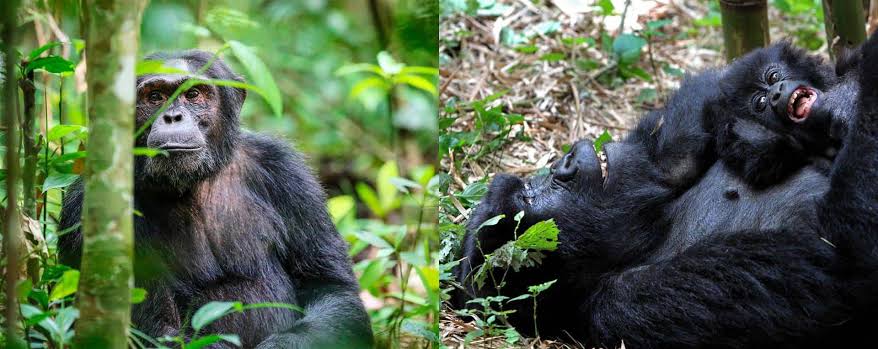 Chimpanzee trekking combined with a gorilla safari