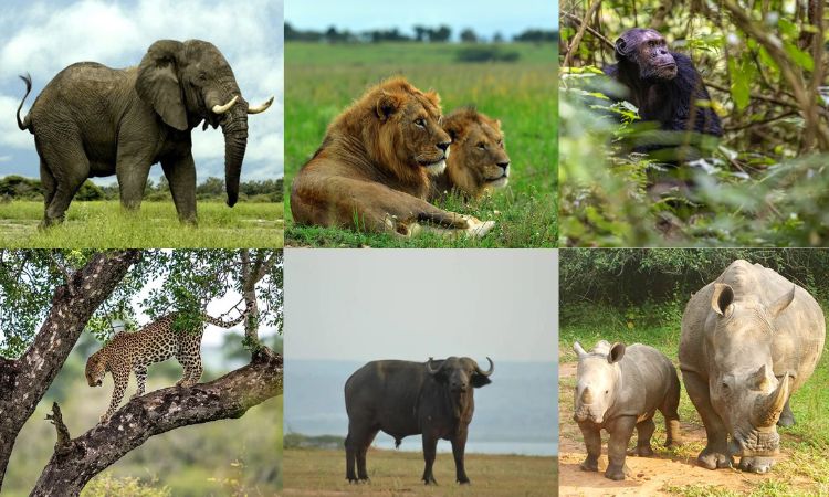 11 Day Uganda Primates & Big Five Safari