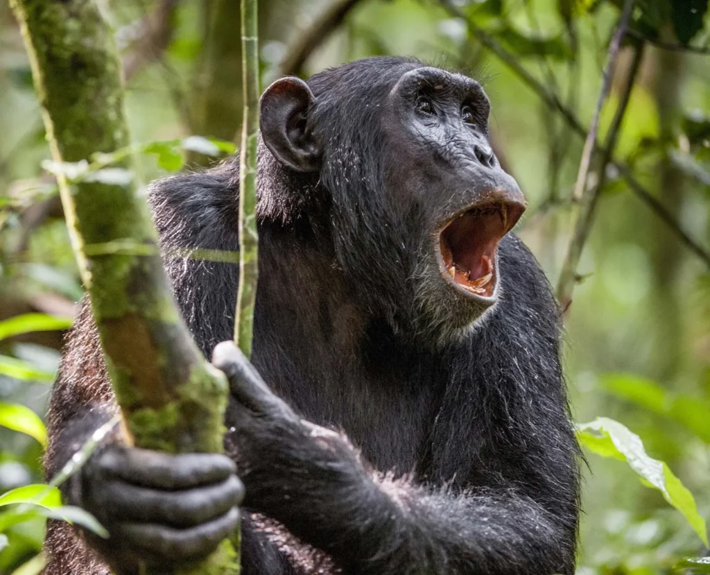 What Does Chimpanzee Trekking Actually Feel Like?