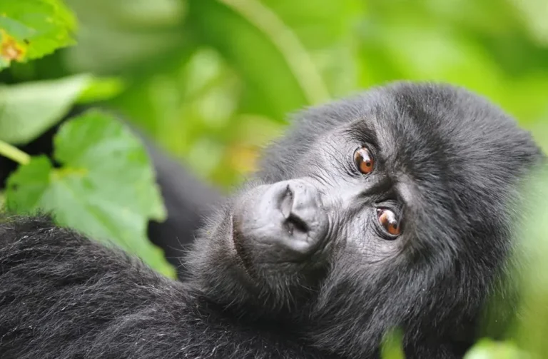 4 Day Gorilla Safari from Kigali to Bwindi