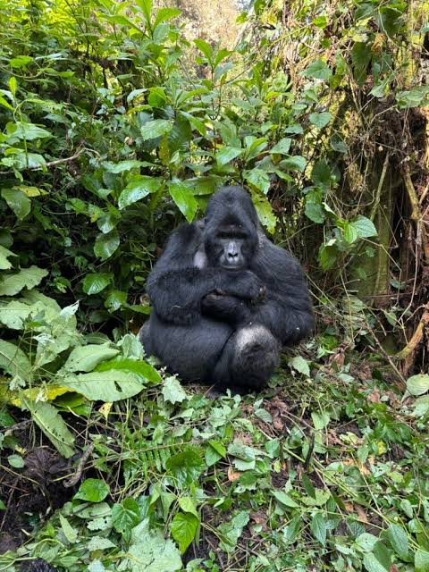 What Happens If You Don't Find Gorillas During Your Trek?