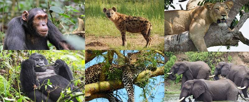 If You Have 7 Days in Uganda, Where Should You Go?