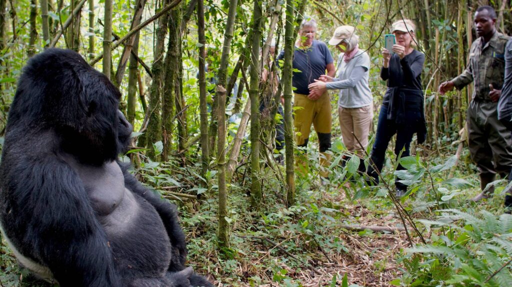 Is Gorilla Trekking Worth It? What the Experience Is Really Like