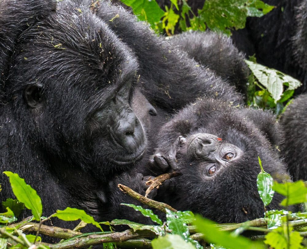 How Long Do Mountain Gorillas Live? Lifespan, Aging and the Gorilla Life Cycle