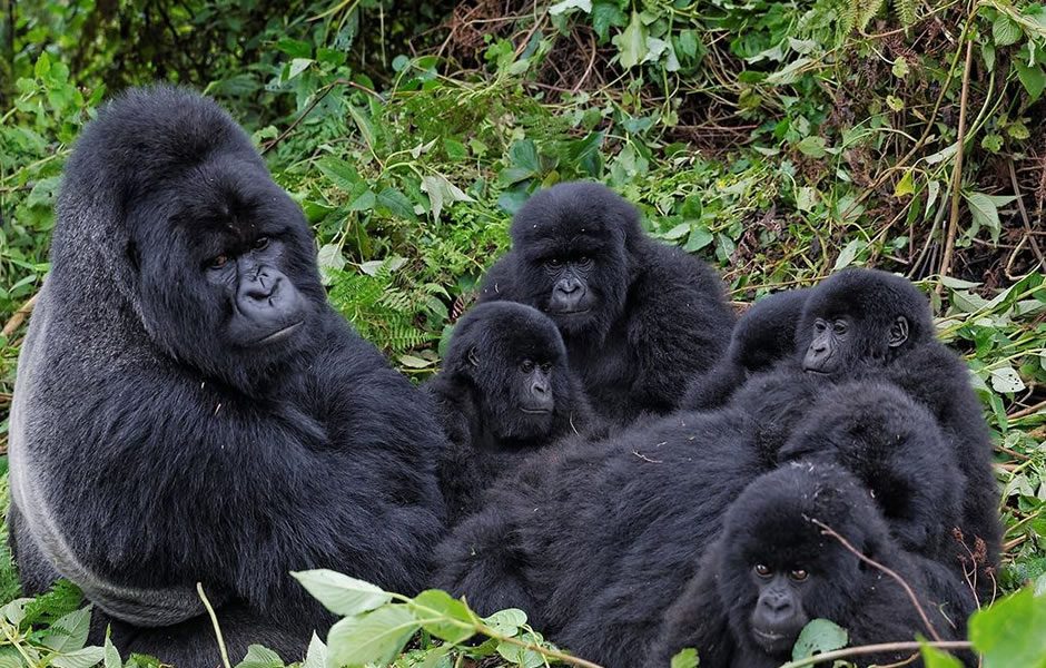 Silverback sitting near adult females in dense rainforest