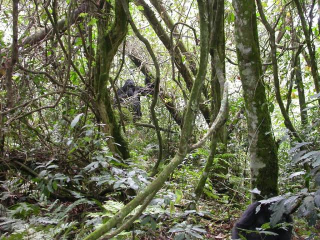 What Does Bwindi Impenetrable Forest Actually Look Like Inside?