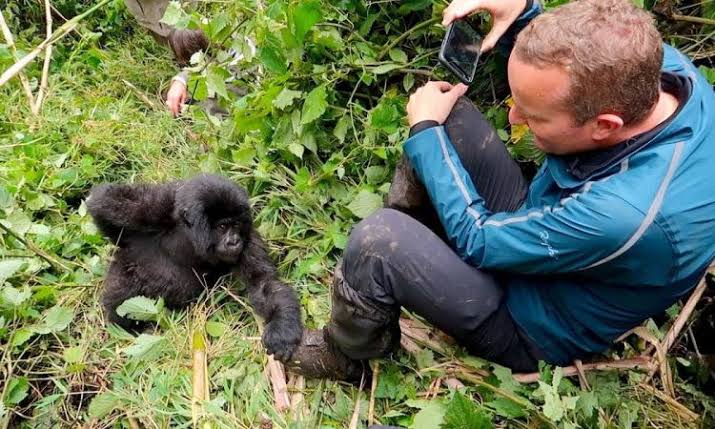 What Happens If a Gorilla Approaches or Touches You?