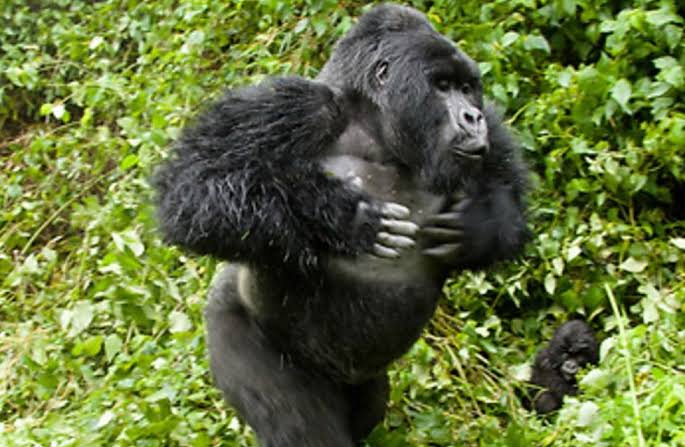 What Should You Do If a Silverback Charges During Gorilla Trekking?