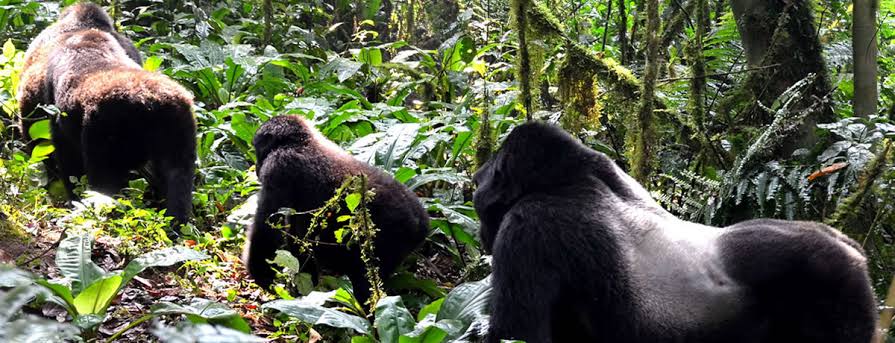 What to Do After Gorilla Trekking in Bwindi
