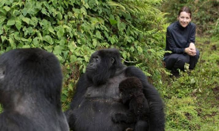 Why You Should Never Run From a Gorilla