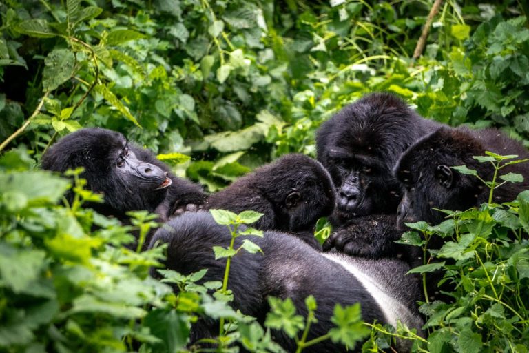 bwindi-impenetrable-national-park