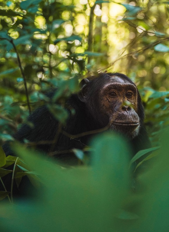 Chimpanzee in tropical forest