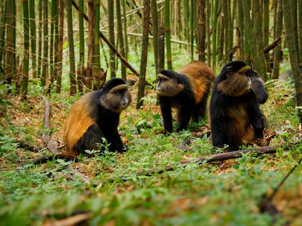 5 Day Gorillas & Golden Monkeys Uganda