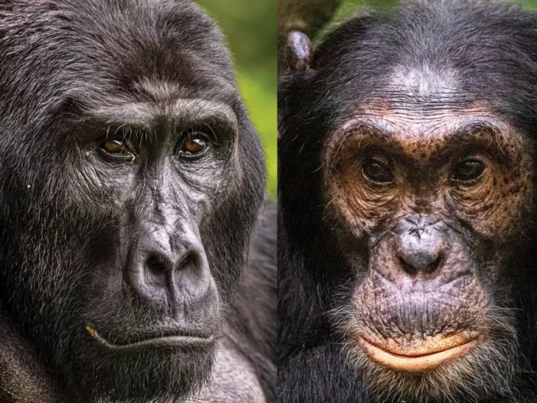 12 Day Uganda Gorilla & Primates Safari
