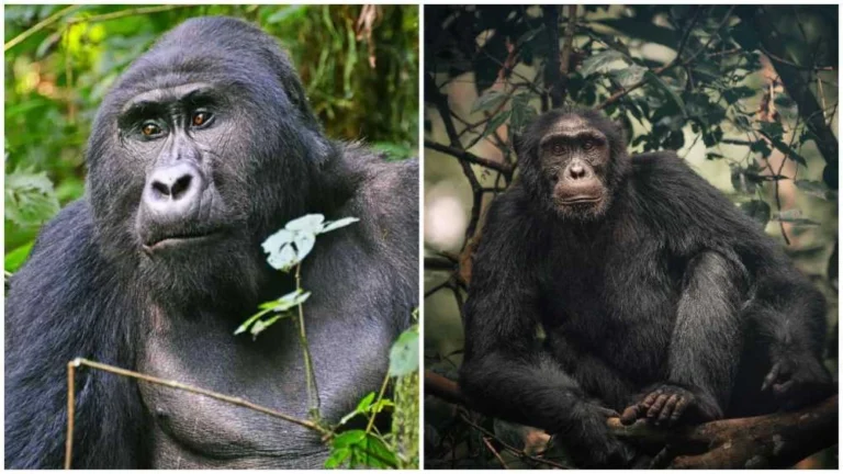 7 Day Uganda Gorillas & Chimpanzees